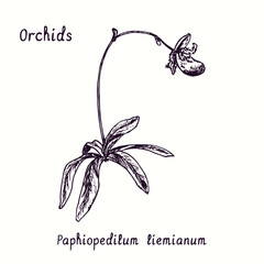 Paphiopedilum liemianum orchids flower collection. Ink black and white doodle drawing in woodcut style with inscription. © Artinblackink