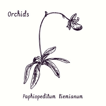 Paphiopedilum liemianum orchids flower collection. Ink black and white doodle drawing in woodcut style with inscription.