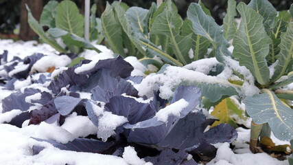 l.'orto sotto la neve