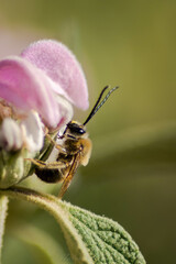 Abeja solitaria en flor de matagallo