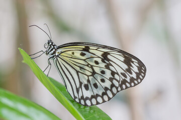 Bunter Schmetterling