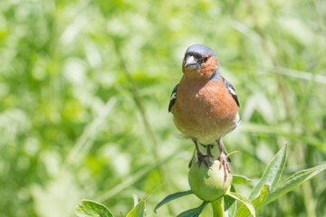 Buchfink in der Natur