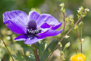 Blütenmakro