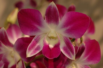 Fototapeta na wymiar Orchid, pink and white flower. 