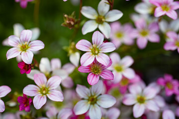 Pink and white flowers. 
