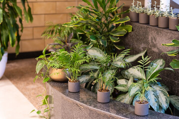 The stylish room filled with a lot of modern plants in different clay pots. Modern composition of home garden