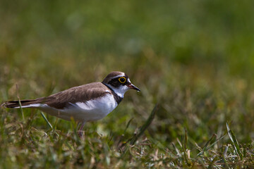Sieweczka rzeczna(Charadrius) - dubiusLittle ringed plover