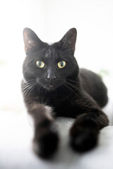schwarze Katze blickt in Kamera