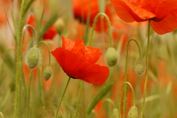 red poppy flower