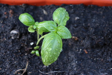 Pequena muda de manjericão 