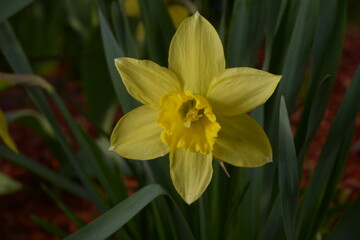 Fototapeta premium daffodils in spring