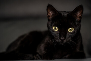Gato negro con ojos verdes mini pantera