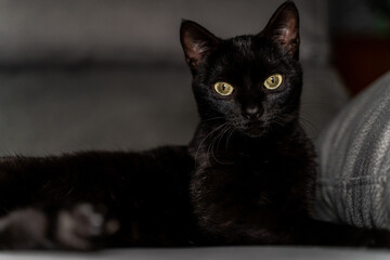 Gato negro con ojos verdes mini pantera © Roque Sánchez