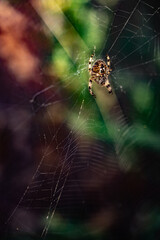 Araña tejiendo en tela de araña