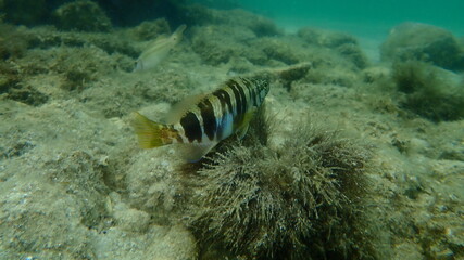 Fototapeta na wymiar Painted comber (Serranus scriba) undersea, Aegean Sea, Greece, Halkidiki