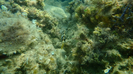 Fototapeta na wymiar Painted comber (Serranus scriba) undersea, Aegean Sea, Greece, Halkidiki