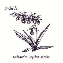 Galeandra styllomisantha orchids flower collection. Ink black and white doodle drawing in woodcut style with inscription. © Artinblackink
