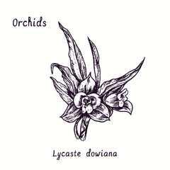 Lycaste dowiana orchids flower collection. Ink black and white doodle drawing in woodcut style with inscription.
