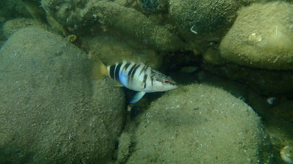 Painted comber (Serranus scriba) undersea, Aegean Sea, Greece, Halkidiki