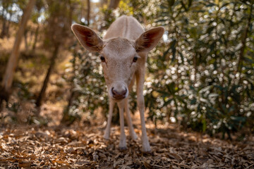 Gamo albino en su habitat.