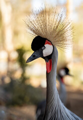 Retrato de grulla .