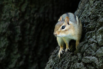 View at small chipmunk sitting on the thee in park and looking around
