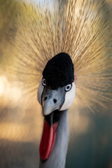 Retrato de grulla .