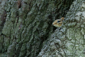 View at small chipmunk sitting on the thee in park and looking around