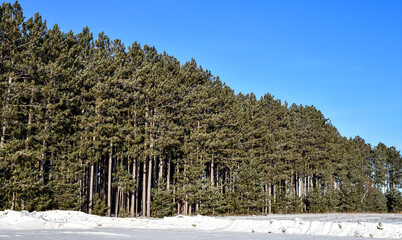 Winter pine trees un der blue sky
