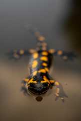 Salamandra flotando en el agua .