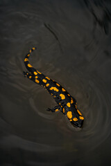 Salamandra en el agua 