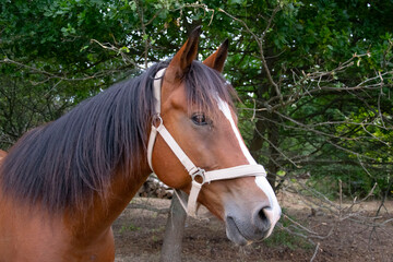 Fototapeta premium portrait of a horse