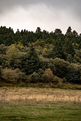 Buitres aposados en pinsapos Parque Nacional Sierra de la Nieves