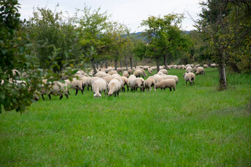 sheep in the field