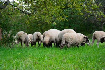 sheep in the field