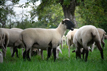 sheep in the field