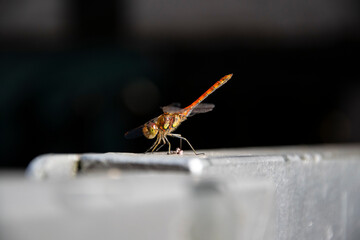 dragonfly on a leaf