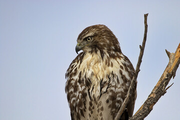 Hawk portrait with copy space on left side of blue sky area in horizontal format