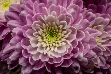 macro, pink chrysanthemum flower head