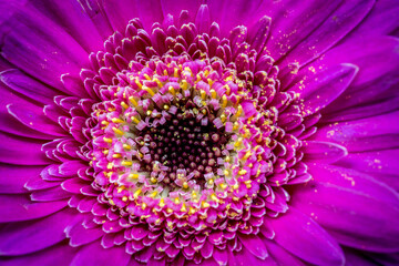 macro, red chrysanthemum  in full bloom
