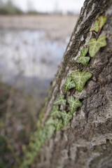 Bluszcz porastający pień drzewa nad rozlewiskiem