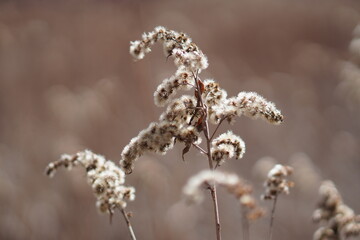 Nasiona traw zimą makro