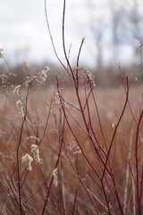 Zimowy krajobraz rozlewiska, czerwone gałązki i nasiona traw w tle