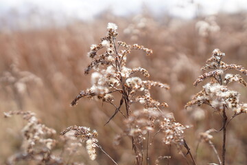 Nasiona na gałązkach zimą 