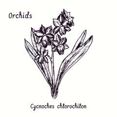 Cycnoches chlorochilon orchids flower collection. Ink black and white doodle drawing in woodcut style with inscription. © Artinblackink