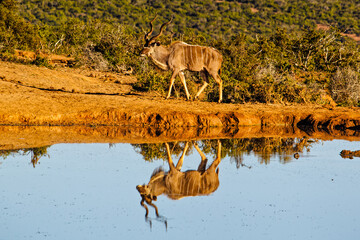 Kudu bull reflected in water