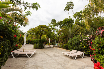 Fototapeta premium Beautiful palm trees in tropical garden