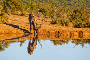 Kudu bull drinking at waterhole with reflection