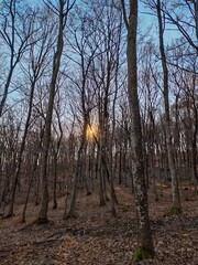 sunrise in the forest in Bistrita, Romania, 2022, January 