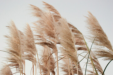 Pampa grass with cloudy sky